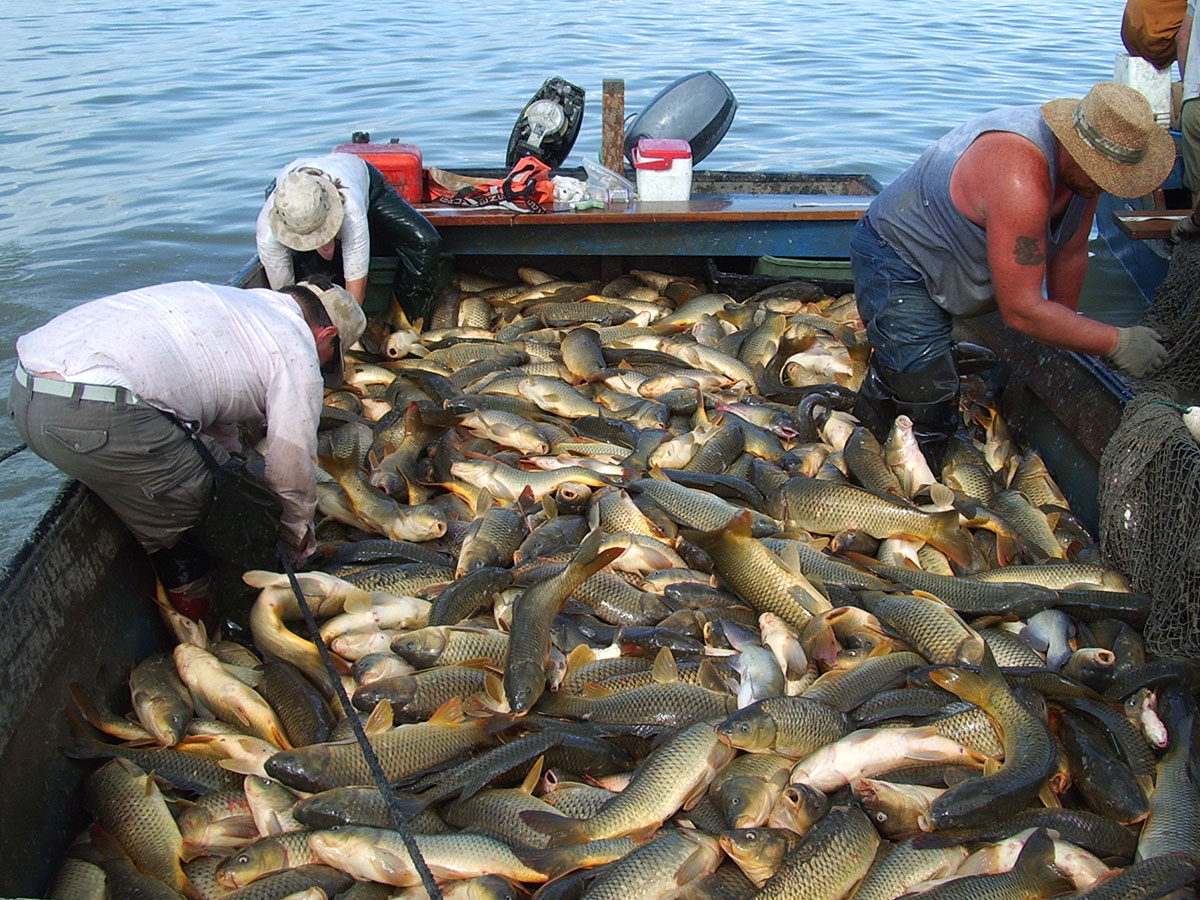 Boat full of carp