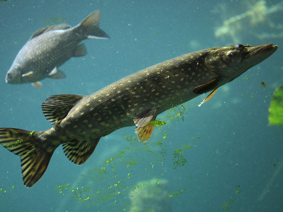 Northern Pike