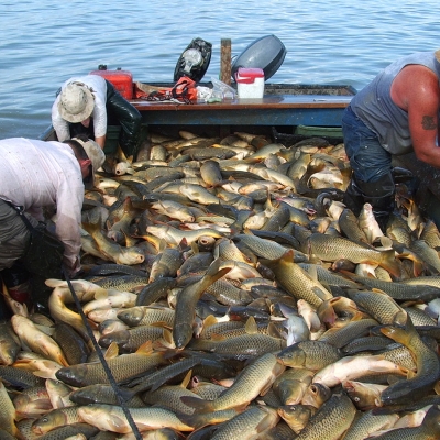 Boat-full-of-carp