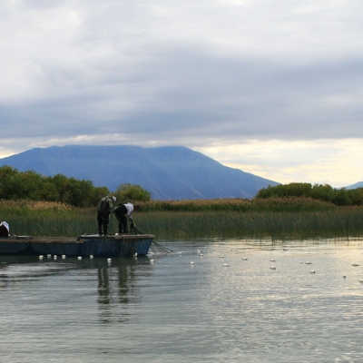 Carp-removal-nets