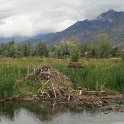 habitat-beaver