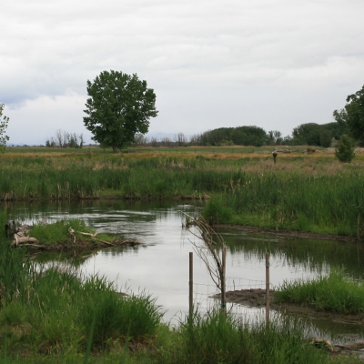 habitat-wetlands